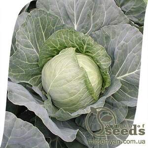 Капуста білокачанна 