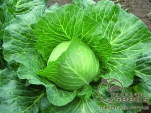 Капуста білокачанна 