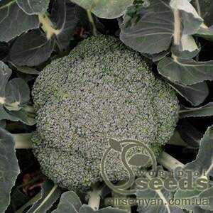 Стромболі F1 1000 насінин капусти брокколі ранньої (Hazera) Стромболі F1 1000 насінин капусти брокколі ранньої (Hazera)