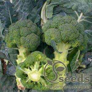 Капуста брокколі Верді (18-181) F1 2500 з 75-80 днів ранньої (Hazera) Капуста брокколі Верді (18-181) F1 2500 з 75-80 днів ранньої (Hazera)