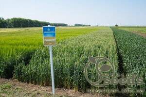 Насіння ярої пшениці сорт Рання 93 (РР-2, протруєна) Насіння ярої пшениці сорт Рання 93 (РР-2, протруєна)