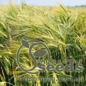 Насіння озимого ячменю Луран Насіння озимого ячменю Луран