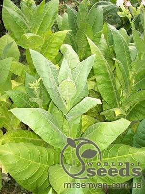 Насіння тютюну Герцеговина Флор (Трапезонд 182) курильний,1 гр Насіння тютюну Герцеговина Флор (Трапезонд 182) курильний,1 гр