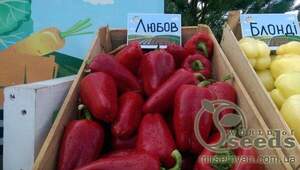 Перець солодкий Любов F1 500 насінин, (Syngenta)