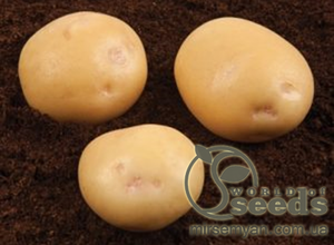 Насіннєвий сорт картоплі 