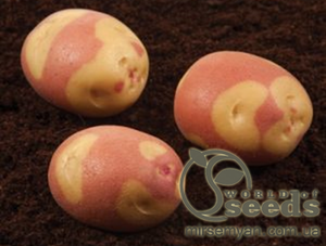 Насіннєвий сорт картоплі 