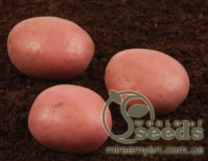 Насіннєвий сорт картоплі 