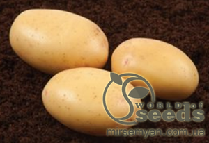 Насіннєвий сорт картоплі 