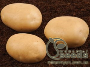 Насіннєвий сорт картоплі 