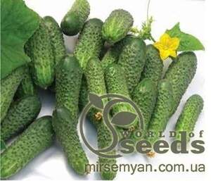 Огірок Огірок