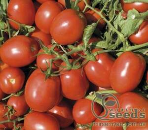 Томат «Дельфо» F1 5000 семена Нунемс (Nunhems)