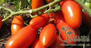 Томат «Тейлор» F1 1000 семена Нунемс (Nunhems)