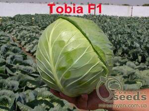 Капуста білокачанна Капуста білокачанна