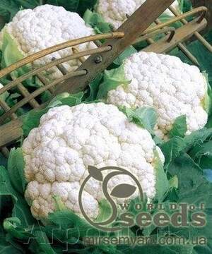 Капуста цвітна, Капуста цвітна,
