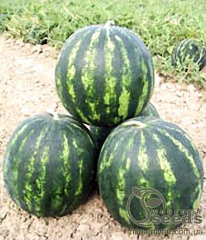 Насіння кавуна Насіння кавуна