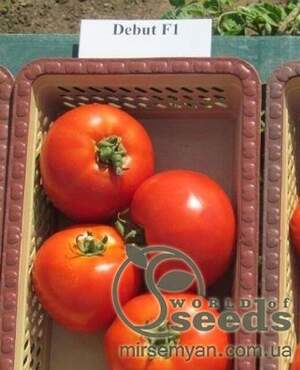 Томат «Дебют» F1 1000 насінин, Семініс, (Seminis) Томат «Дебют» F1 1000 насінин, Семініс, (Seminis)