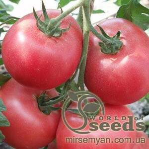 Томат «Пандароза» F1 500 насінин, Семініс, (Seminis)