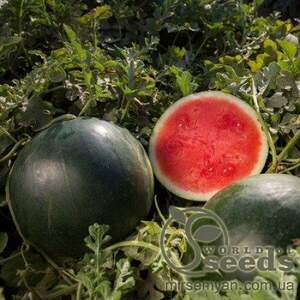 Кавун ранній 