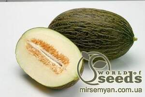 Диня середньо-пізня 