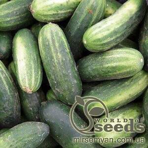 Огірок «Пучіні» F1 250г Рійк Цваан (Rijk Zwaan)