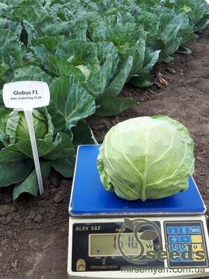 Капуста Капуста