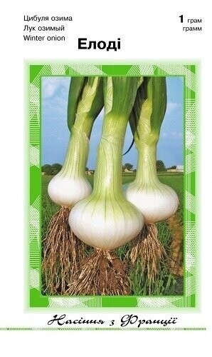 Цибуля озима Елоді - 1 грам А (Clause Tezier) Цибуля озима Елоді - 1 грам А (Clause Tezier)