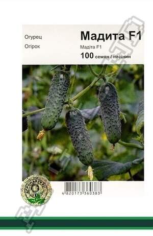 Огірок Мадіта F1 - 100 насінин А (Seminis) Огірок Мадіта F1 - 100 насінин А (Seminis)