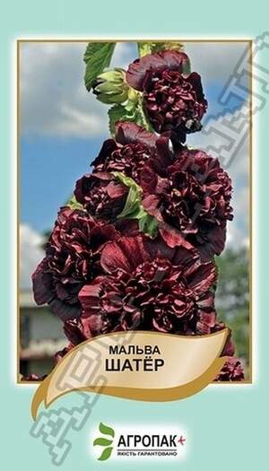 Мальва Шатер, темно-бордовий – 0,3 г А Мальва Шатер, темно-бордовий – 0,3 г А