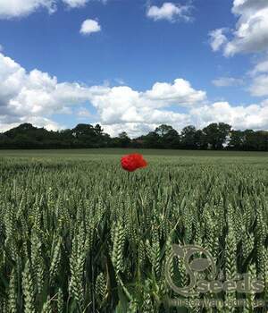 Пшениця яра 