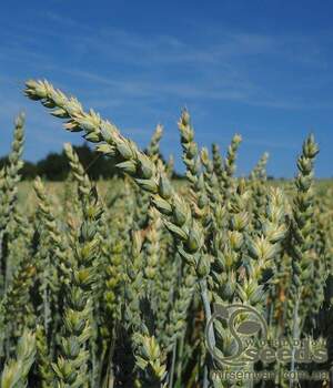 Пшениця яра 