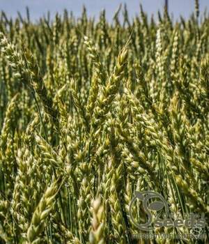 Пшениця ярова 