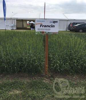 Ячмінь ярий 