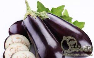 Баклажан Фабіна F1 5 г. (1000 насінин) Clause Tezier Баклажан Фабіна F1 5 г. (1000 насінин) Clause Tezier