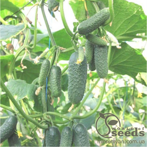 Огірок Бйорн F1 (Бьорн) - 500 насінин (Enza Zaden) Огірок Бйорн F1 (Бьорн) - 500 насінин (Enza Zaden)