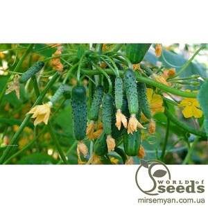 Огірок Тумі F1 Tumi F1 - 500 насінин (Enza Zaden) Огірок Тумі F1 Tumi F1 - 500 насінин (Enza Zaden)