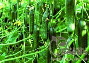 Огірок Трістан F1 Tristan - 500 насінин (Enza Zaden) Огірок Трістан F1 Tristan - 500 насінин (Enza Zaden)