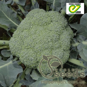 Капуста Броколлі Корато F1 Corato - 2500 насінин (Enza Zaden) Капуста Броколлі Корато F1 Corato - 2500 насінин (Enza Zaden)
