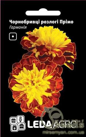 Чорнобривці розлогі Прімо, 