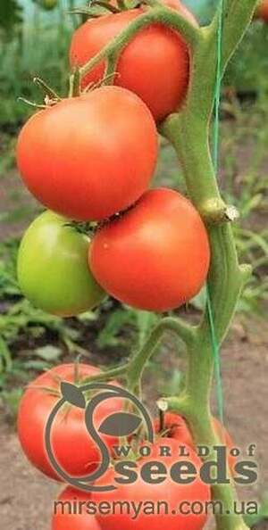 Томатний індетерм. 