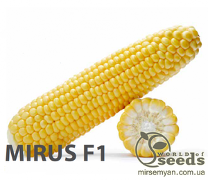 Кукурудза цукрова Кукурудза цукрова