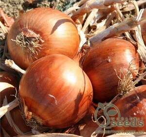 Цибуля РАНКО F1 (RANKO F1) 250 000 с. Cora Seeds Цибуля РАНКО F1 (RANKO F1) 250 000 с. Cora Seeds