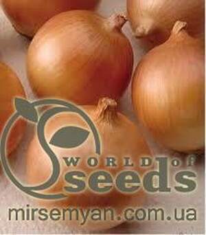 Цибуля МУЗА F1 (MUSA F1) 250 000 с. Cora Seeds