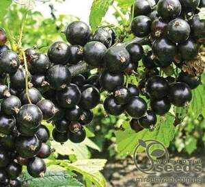 Саджанці Смородини чорної Володимирська