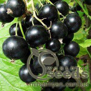 Саджанці Смородини чорної Вербна