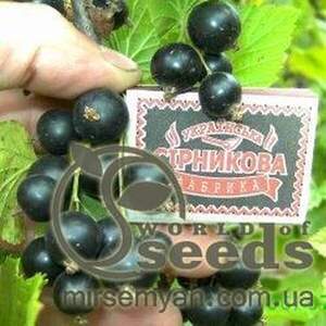 Саджанці Смородини чорної Райдужна