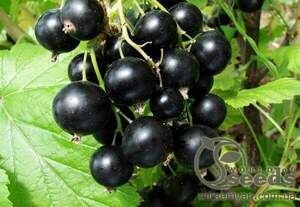 Саджанці Смородини чорної Вернісаж