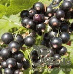 Саджанці Смородини чорної Санюта