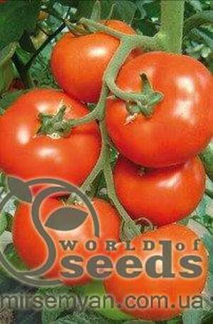 Томат 