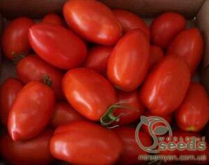 Томат 