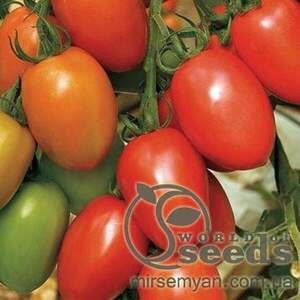 Томат 